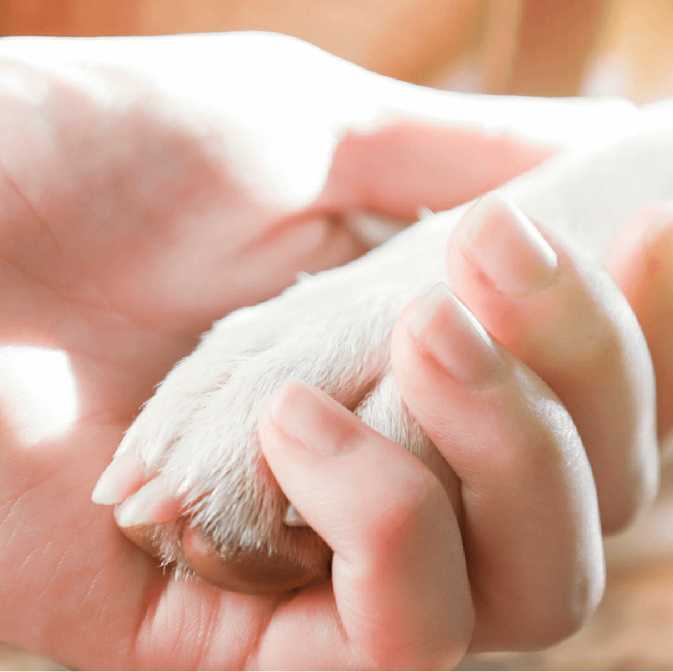 Dog or Cat End Of Life Presqu'ile Animal Hospital and Day Clinic