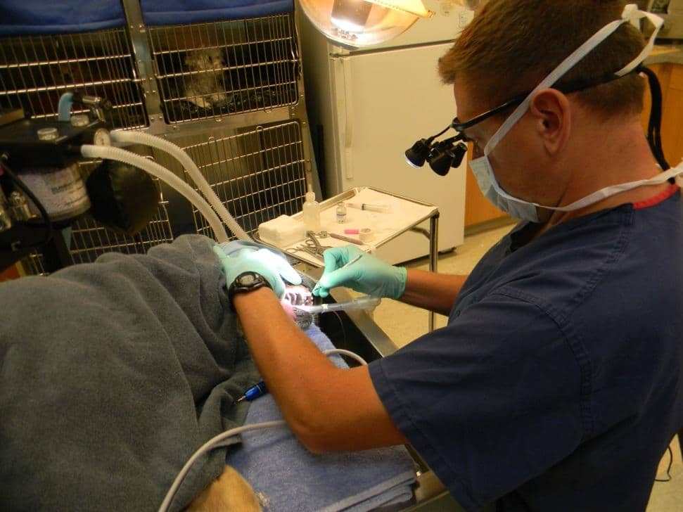 pets dental cleaning